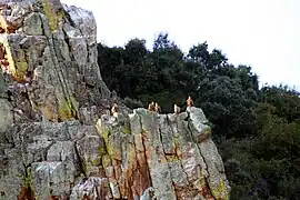 Griffon vultures (Gyps fulvus) in the rocks of Monfragüe.