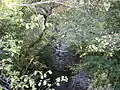 Moniack Burn, viewed through the trees