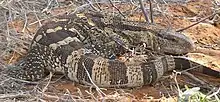 Monitor lizard in Kalahari, North Cape, South Africa