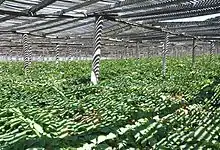 Under wooden shade, American ginseng in late fall at Monk Garden in Wisconsin