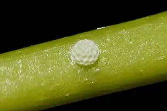 Egg