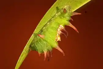 Larva