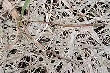 Pink snow mold in a lawn in Brno Komín, Czech Republic