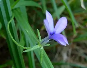 Flower of Monopsis stellarioides