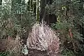 Example of an Albino Redwood tree in Mongomery Redwood State Preserve