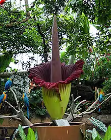 Amorphophallus titanum at Moody Gardens, Galveston, Texas, US, June 14, 2012