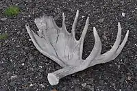 A shed moose antler in Denali National Park and Preserve, Alaska (2010)