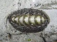 Mossy chiton found in Tribune Bay, Hornby Island British Columbia