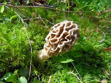 Common morel (Morchella esculenta)