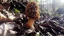 Morel Mushrooms are commonly found in Estill County in the spring, with Irvine's Mountain Mushroom being dedicated to them.