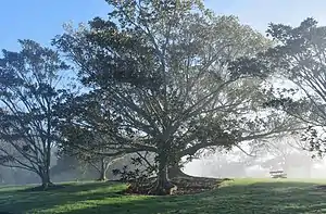 Moreton Bay fig tree in a public park in Sunnyhills on a foggy morning