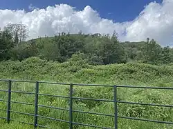 The overgrown Morganstown Castle Mound