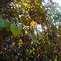 Icaco tree with white fruits growing next to Late Rock Garden