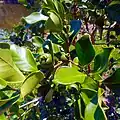 Guava Tree and Green Fruits