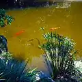 Koi and Turtles and Papyrus Reeds