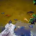 Koi and Turtles in Pond