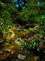 Flowing Creek and Plants