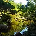 Creek and Plants