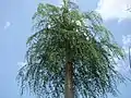 The bottle tree, Moringa drouhardii, found mainly in the spiny forests