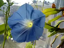 Morning glories, like many other flowers, have a pentagonal shape.