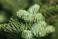 Closeup of thickly leaved branchlets