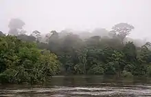 Image 1The Coppename river, one of many rivers in the interior (from Suriname)