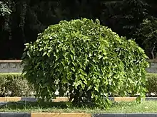 'Pendula' cultivar in Iran