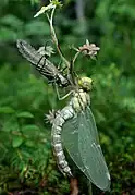 Female freshly emerged with larva skin