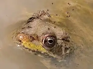 Feeding on a frog