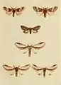 Plate showing the differences between P. gnoma and P. tremula