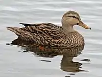 Female - Florida