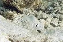 silver-white Mottled mojarra fish blends in with it's surroundings