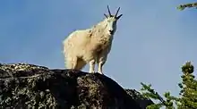 Image 7Mountain goat on Wallaby Peak in the North Cascades (from Cascade Range)