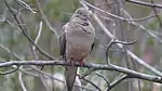 A dove sits on a branch, feathers fluffed.