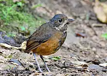 Moustached andpitta