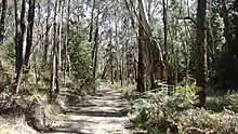 Forest at Mount Macedon