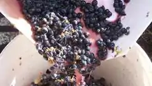 Image 1Crushed grapes leaving the crusher (from Winemaking)