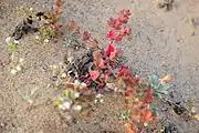 Growing in habitat, Morro Bay