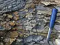 Mudshale clasts in one of the roadcuts near Jackson.  Rock hammer for scale.