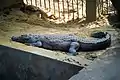 Mugger crocodile