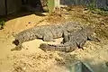 Mugger crocodile