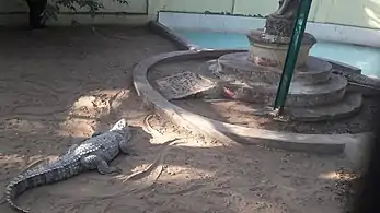 Mugger crocodile in VOC zoological garden, Coimbatore