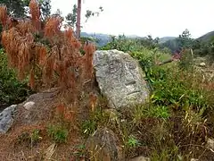 Muisca petroglyph