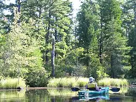 Kayaking on the Mullica River, pine trees in background