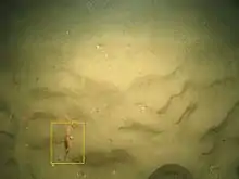 A small striped red mullet, a fish, swims in the bottom left of an underwater image of the seabed. The background is one of rippled sand.