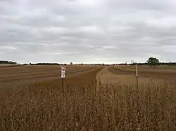 rows of soybeans