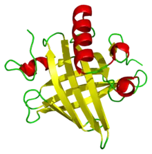 A ribbon diagram of a mouse major urinary protein, containing eight beta sheets and four alpha helices.