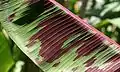 Closeup of a strongly patterned leaf