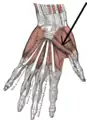 The muscles of the left hand. Palmar surface. (Flexor pollicis brevis visible at center right, near thumb.)