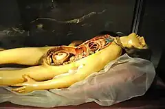 The "Venerina" of Clemente Susini (anatomical wax model)